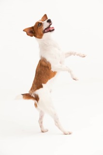 A Jack Russel Terrier performing different postures