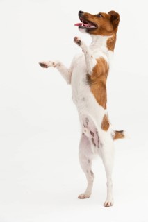 A Jack Russel Terrier performing different postures