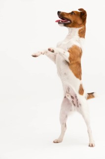 A Jack Russel Terrier performing different postures