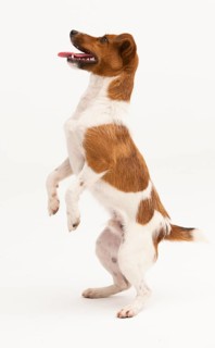 A Jack Russel Terrier performing different postures