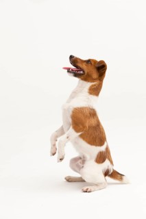 A Jack Russel Terrier performing different postures