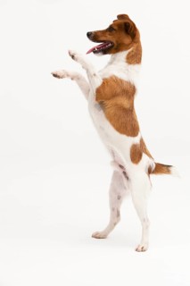 A Jack Russel Terrier performing different postures