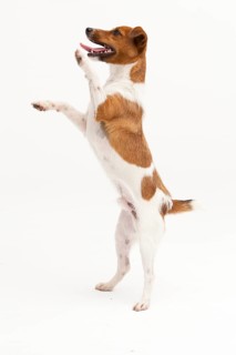 A Jack Russel Terrier performing different postures