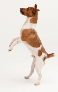 A Jack Russel Terrier performing different postures