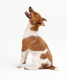 A Jack Russel Terrier performing different postures