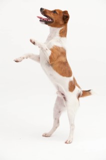 A Jack Russel Terrier performing different postures