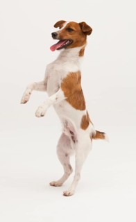 A Jack Russel Terrier performing different postures