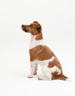 A Jack Russel Terrier performing different postures