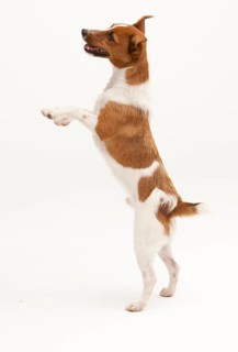 A Jack Russel Terrier performing different postures