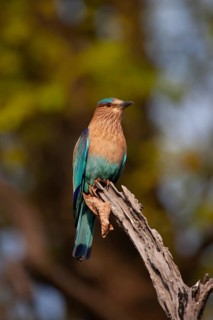 Indian roller