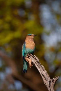 Indian roller