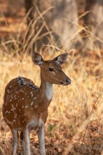 Chital deer