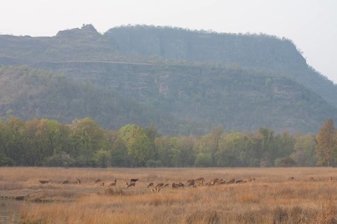 Chital deer
