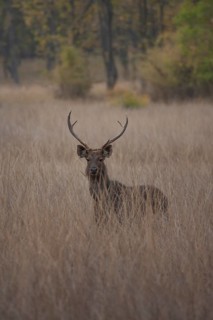 Sambar deer
