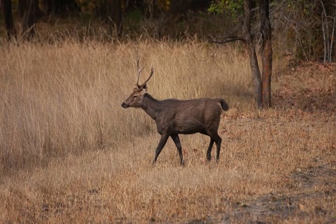 Sambar deer
