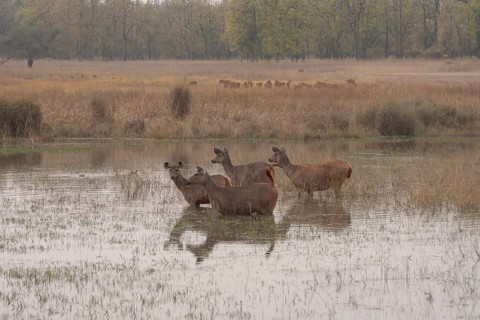Sambar deer