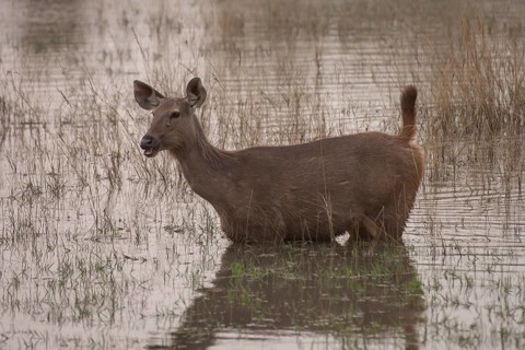 Sambar deer