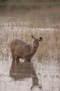 Sambar deer