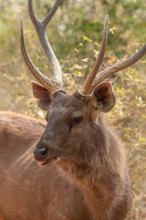Sambar deer