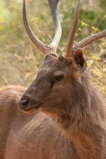 Sambar deer