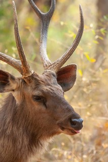 Sambar deer