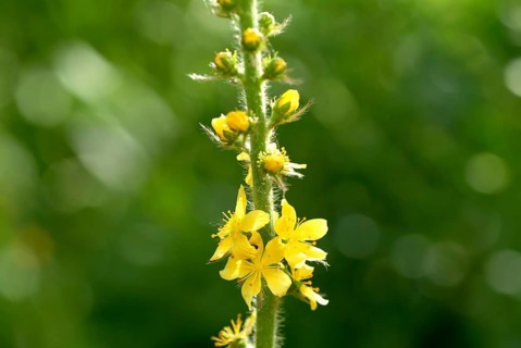 Common agrimony