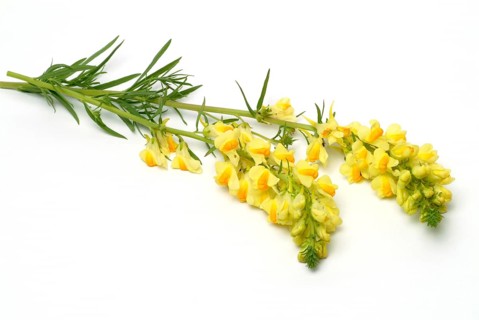True toadflax