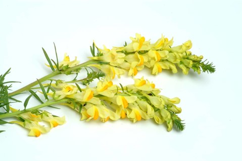 True toadflax