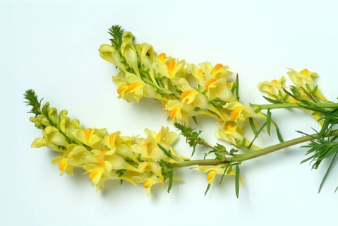 True toadflax