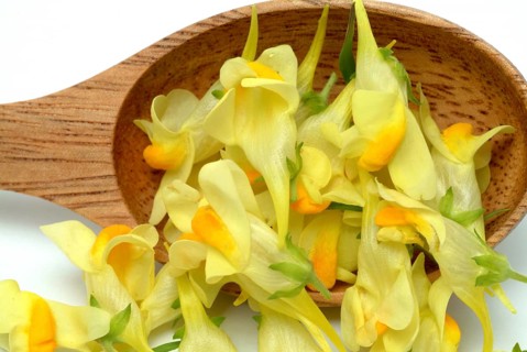 True toadflax