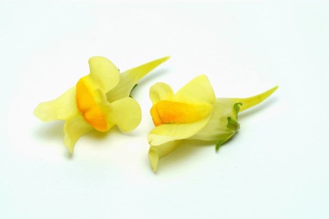 True toadflax