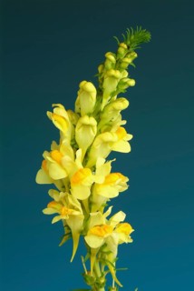 True toadflax