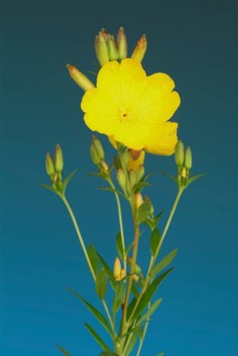 Common evening primrose