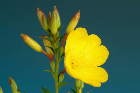 Common evening primrose
