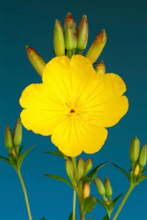 Common evening primrose