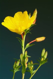 Common evening primrose