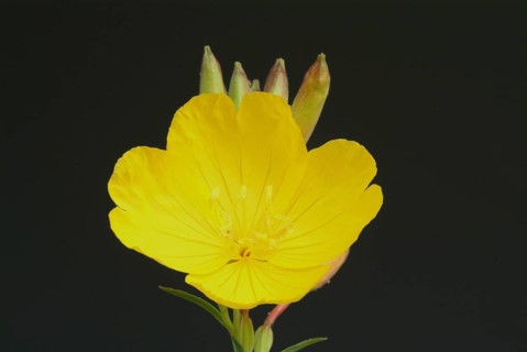 Common evening primrose