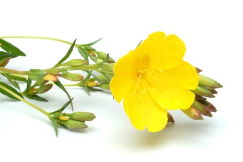 Common evening primrose