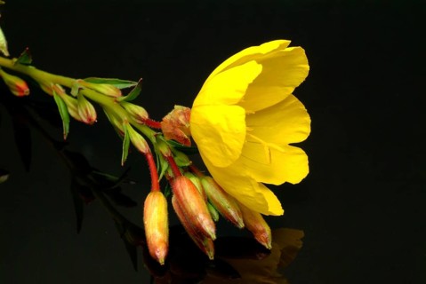 Common evening primrose