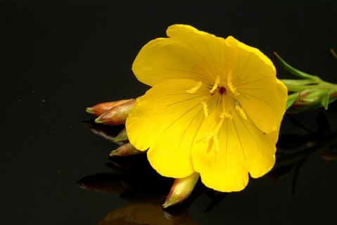 Common evening primrose