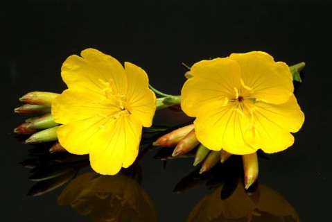 Common evening primrose