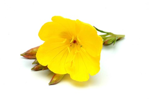 Common evening primrose