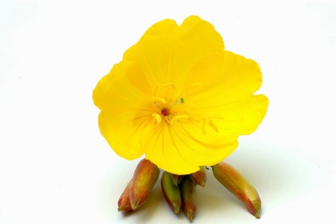 Common evening primrose