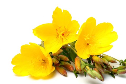 Common evening primrose