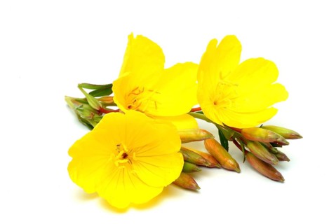 Common evening primrose