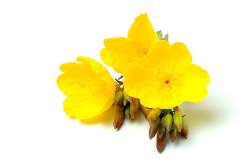 Common evening primrose