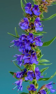 Flower of hyssop