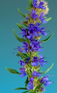 Flower of hyssop