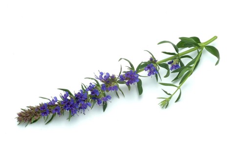 Flower of hyssop