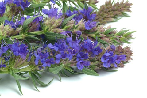 Flower of hyssop